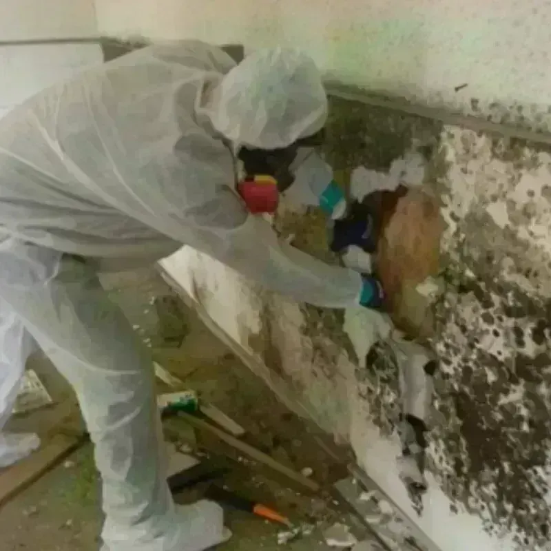 Mold Remediation and Removal in Mayville, WI